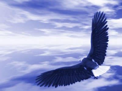 eagle_fly