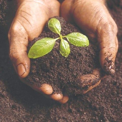 planting-seeds